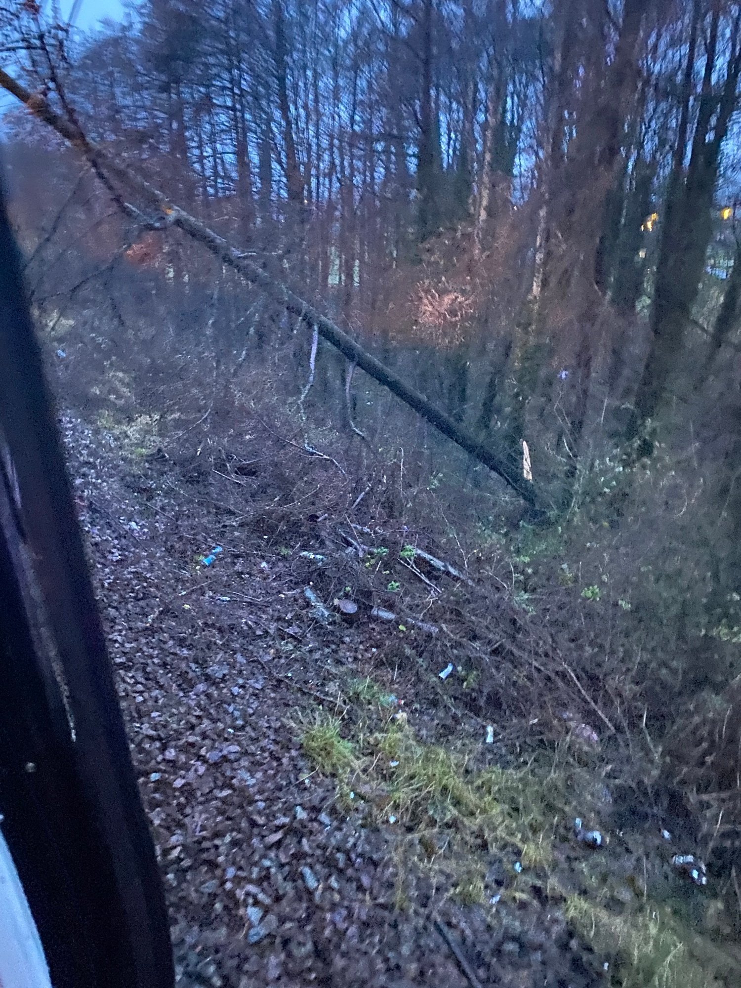 The tree disrupting services for passengers. Photo by Network Rail