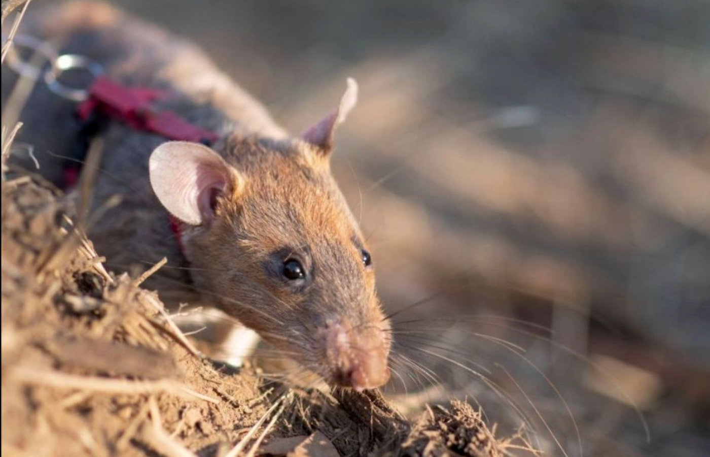 Ronin the Rat has identified 36 landmines in Cambodia.