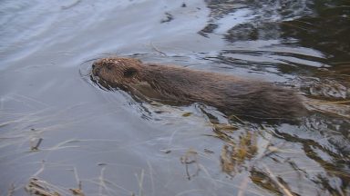 Beavers return to Cairngorms for the first time in 400 years