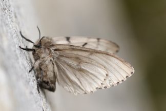 Tesco recalls stuffing because of ‘the possible presence of moths’