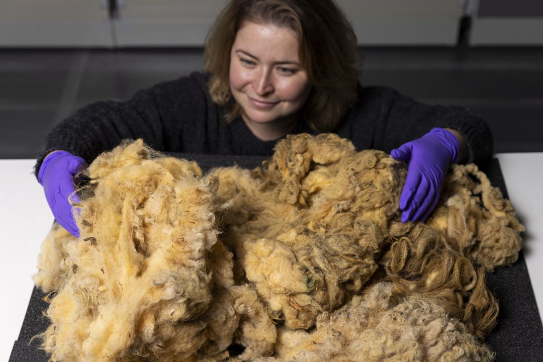 Dolly the sheep’s fleece donated for display at national museum