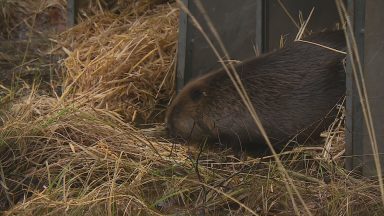 Beavers return to the Cairngorms after 400 years