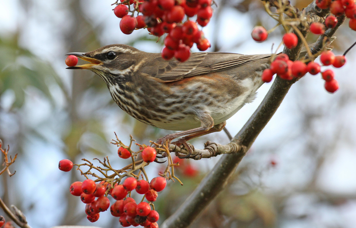 Redwing bird in Dumfries and Galloway.