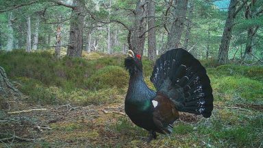 New exhibition showing the lives of rare capercaillie birds