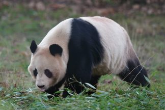 Edinburgh Zoo’s Giant Pandas begin journey back to China