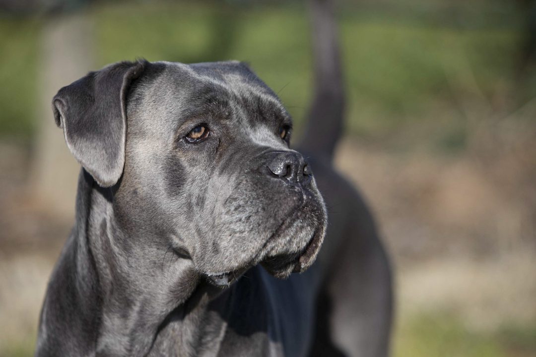 Victim dragged from car after man ordered Cane Corso dog to attack him in East Dunbartonshire