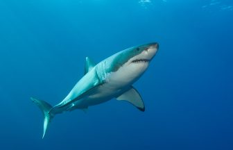 Great white shark alert mistakenly sent to locals in Fortrose, Scottish Highlands instead of New Zealand