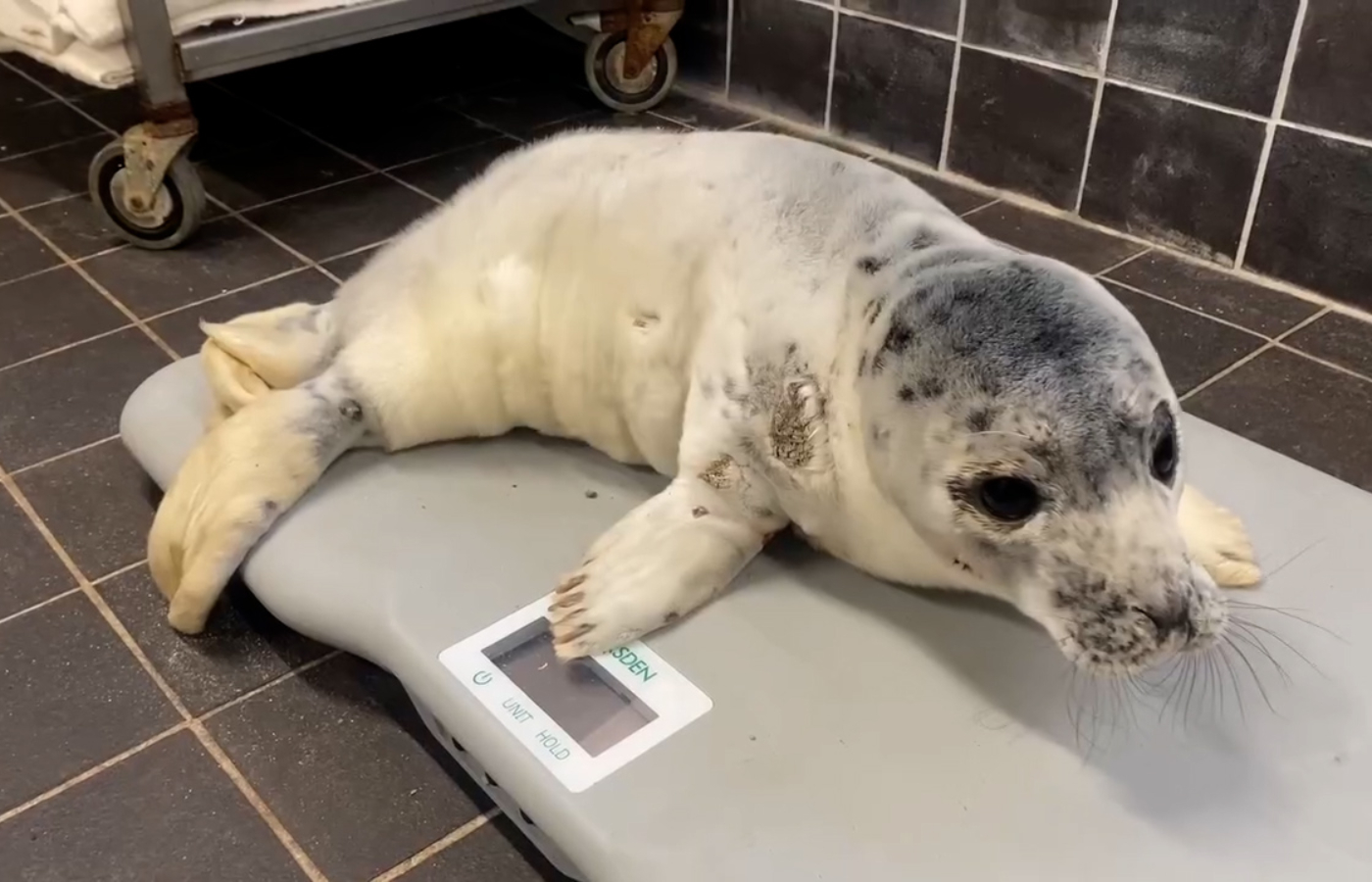 Lulu the grey seal pup was rescued from a beach in Shetland after being pecked at by birds