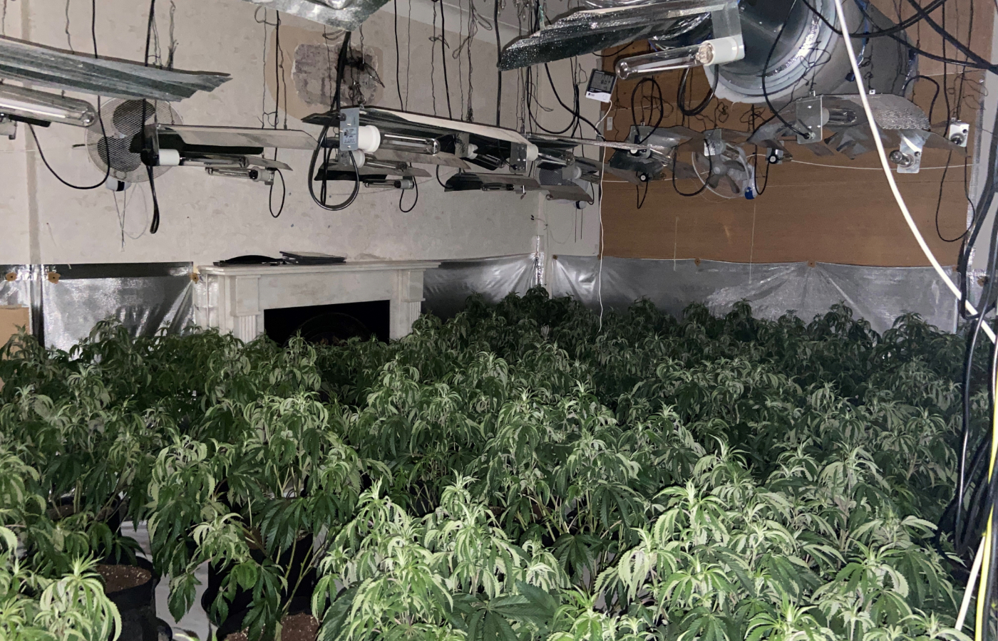 Officers recovered the 'large scale' cannabis cultivation.