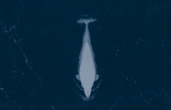 Beluga whale caught swimming off Shetland in rare Scottish waters encounter