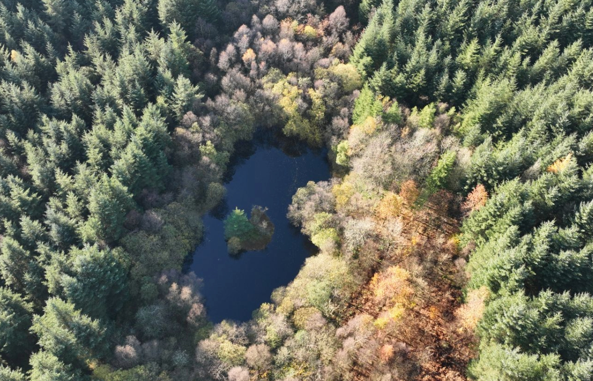 The forest is described as an 'attractive investment'.