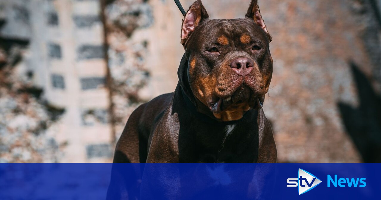 XL Bully owners urged to apply for exemption certificate before deadline