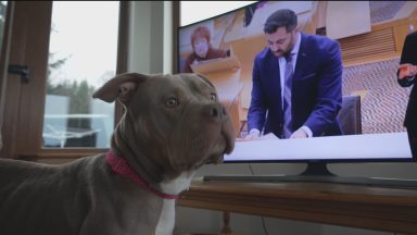 Scottish Government to ban XL Bully dogs