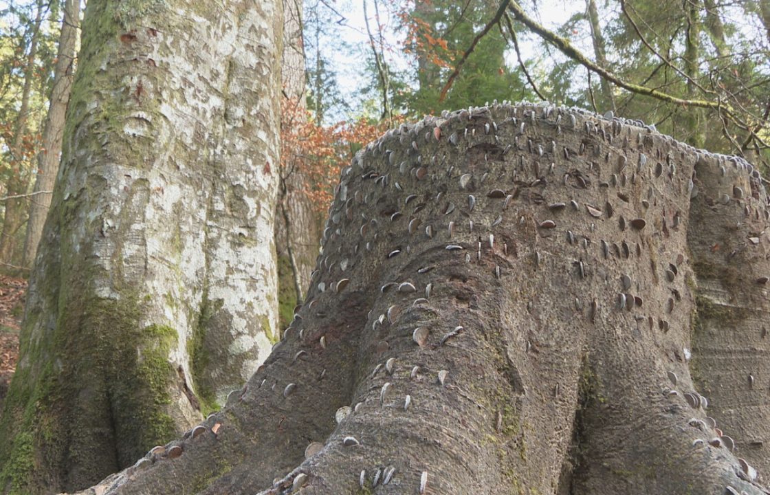 Perthshire beauty spot visitors urged not to hammer coins into ‘wish trees’ at The Hermitage