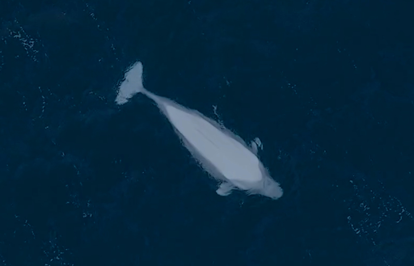 Beluga whale spotted in Shetland waters. 