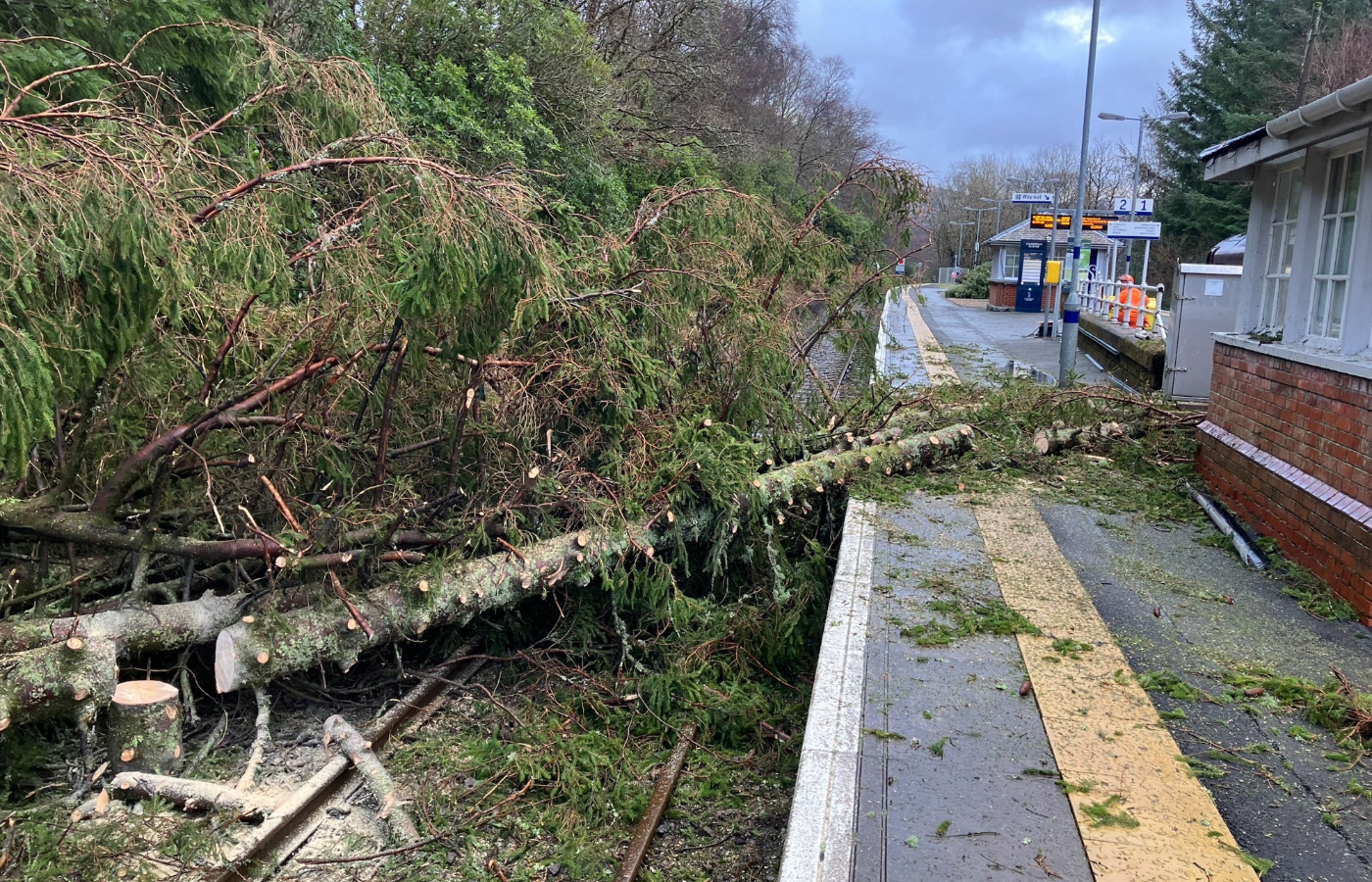 The trainline between Arrochar ajnd Tarbet was disrupted by a massive fallen tree. Photo: Network Rail.