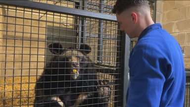 Yampil the black bear rehomed in Scotland from Ukraine