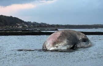 Dead whale carcass left to rot on Fife shoreline as decision made not to remove remains