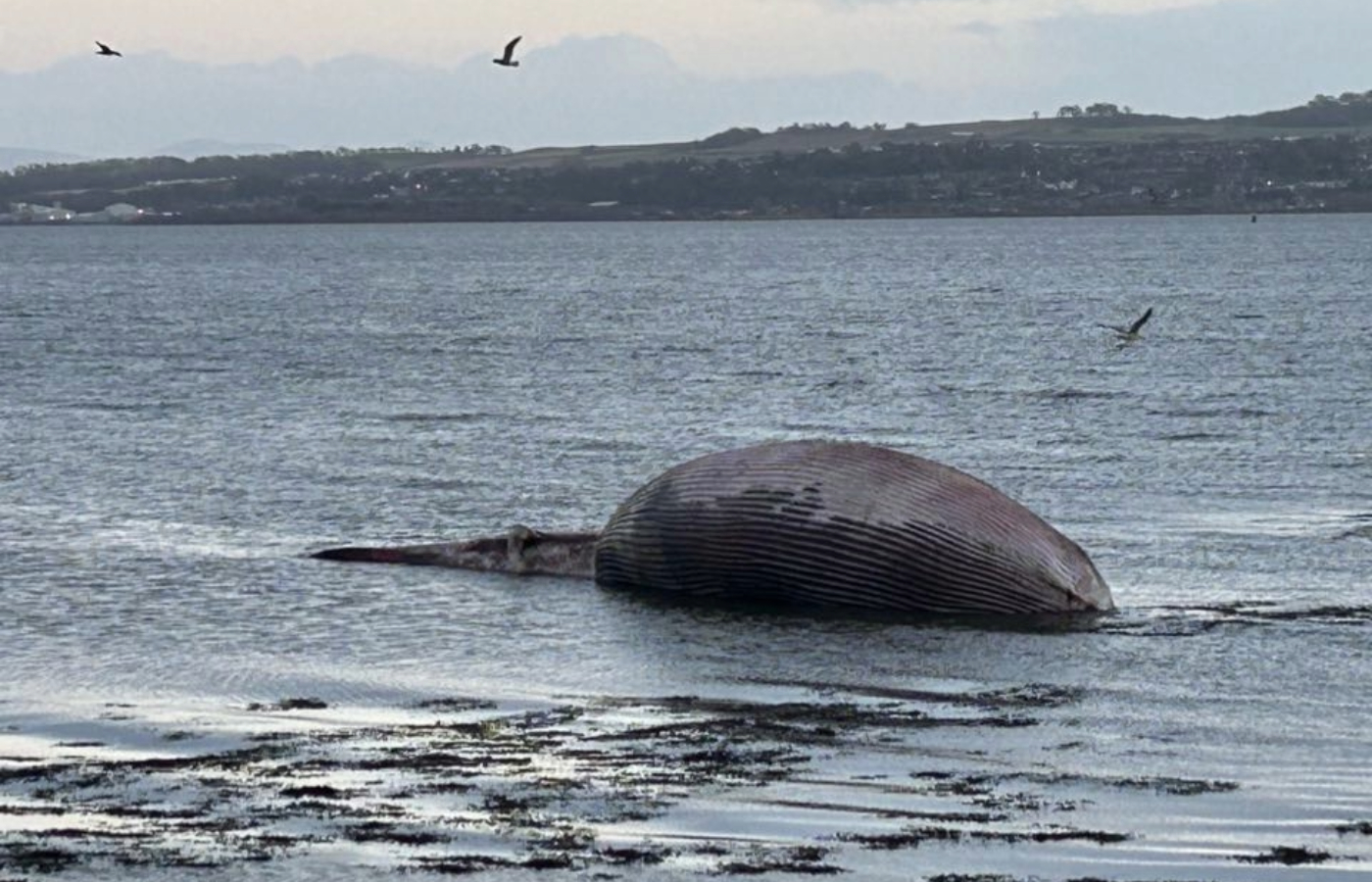 An onlooker captured the washed up mammal on the shoreline. Photo: Culross Stables Community Hub/Facebook