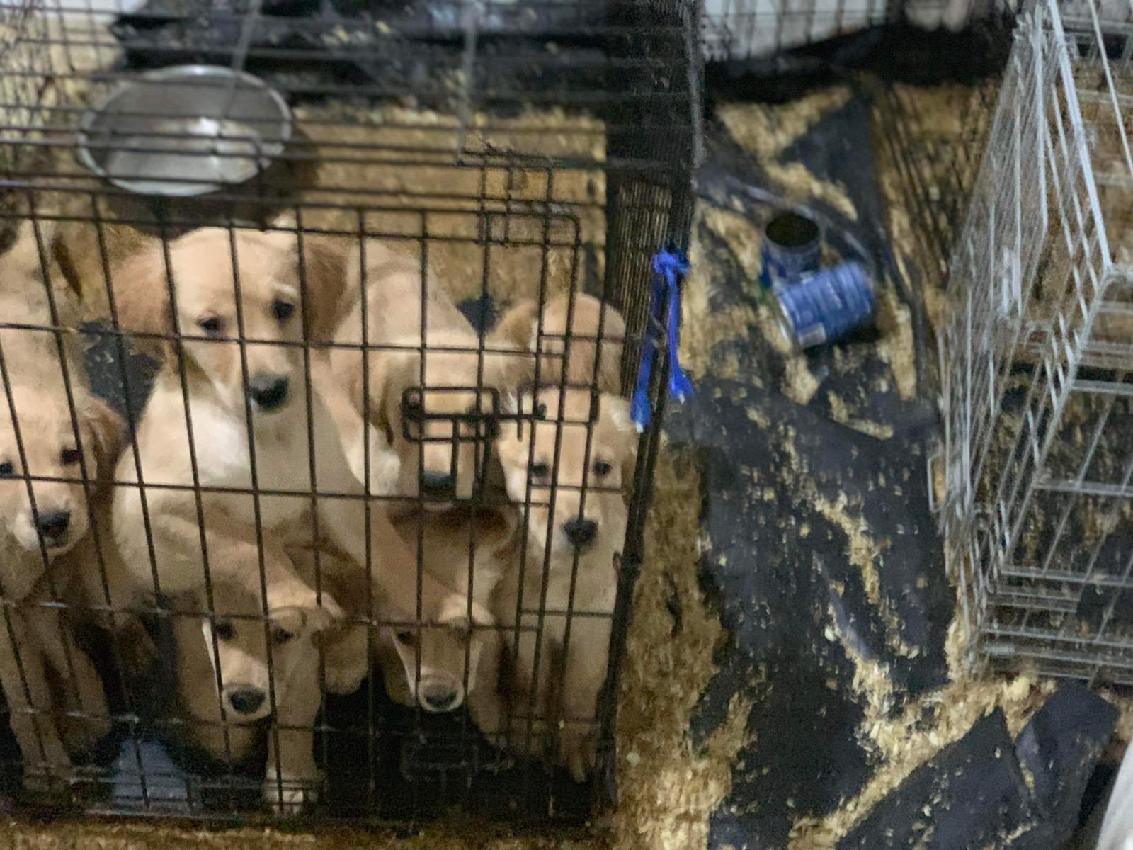 14 puppies and a dog were discovered at home which was covered in faeces and rubbish.