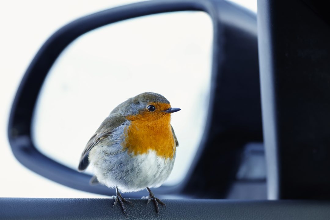 Photographer captures pictures as Robin flies into his car amid