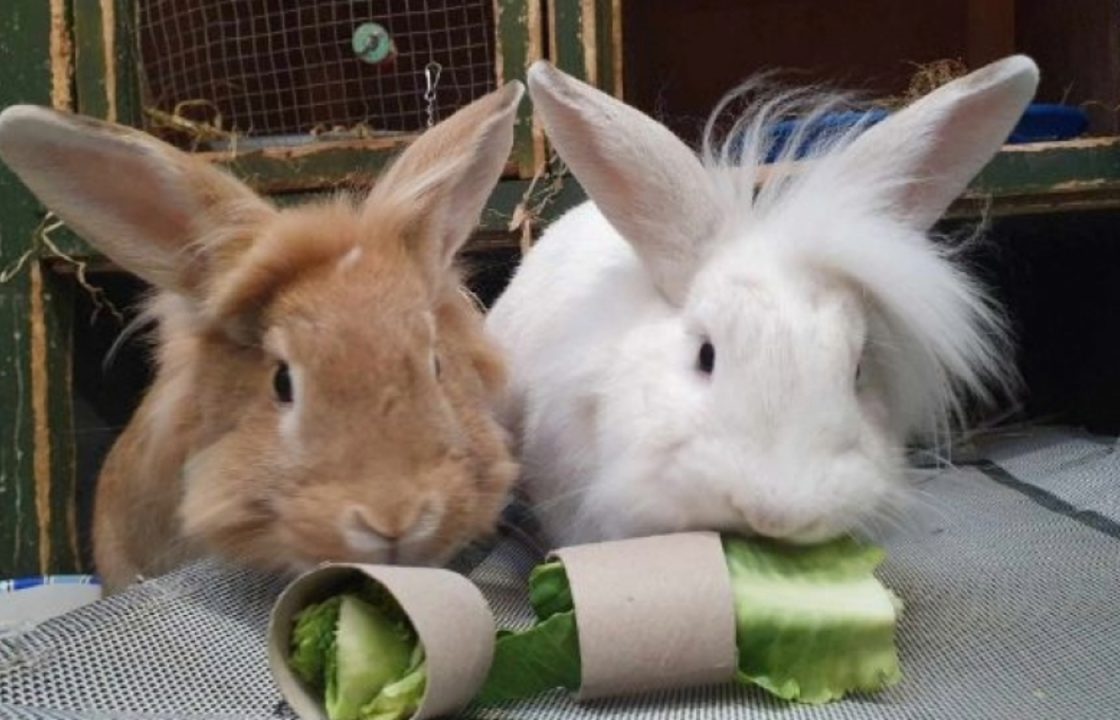 Bunny brothers looking for ‘forever home’ after 200 days at Lanarkshire rescue centre