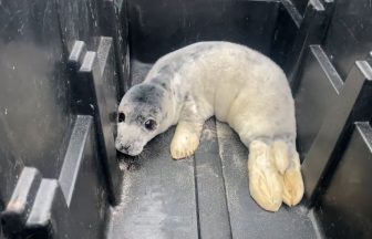 Shetland animal sanctuary rescues ‘tiniest seal pup’ after being found injured on beach ‘pecked at by birds’