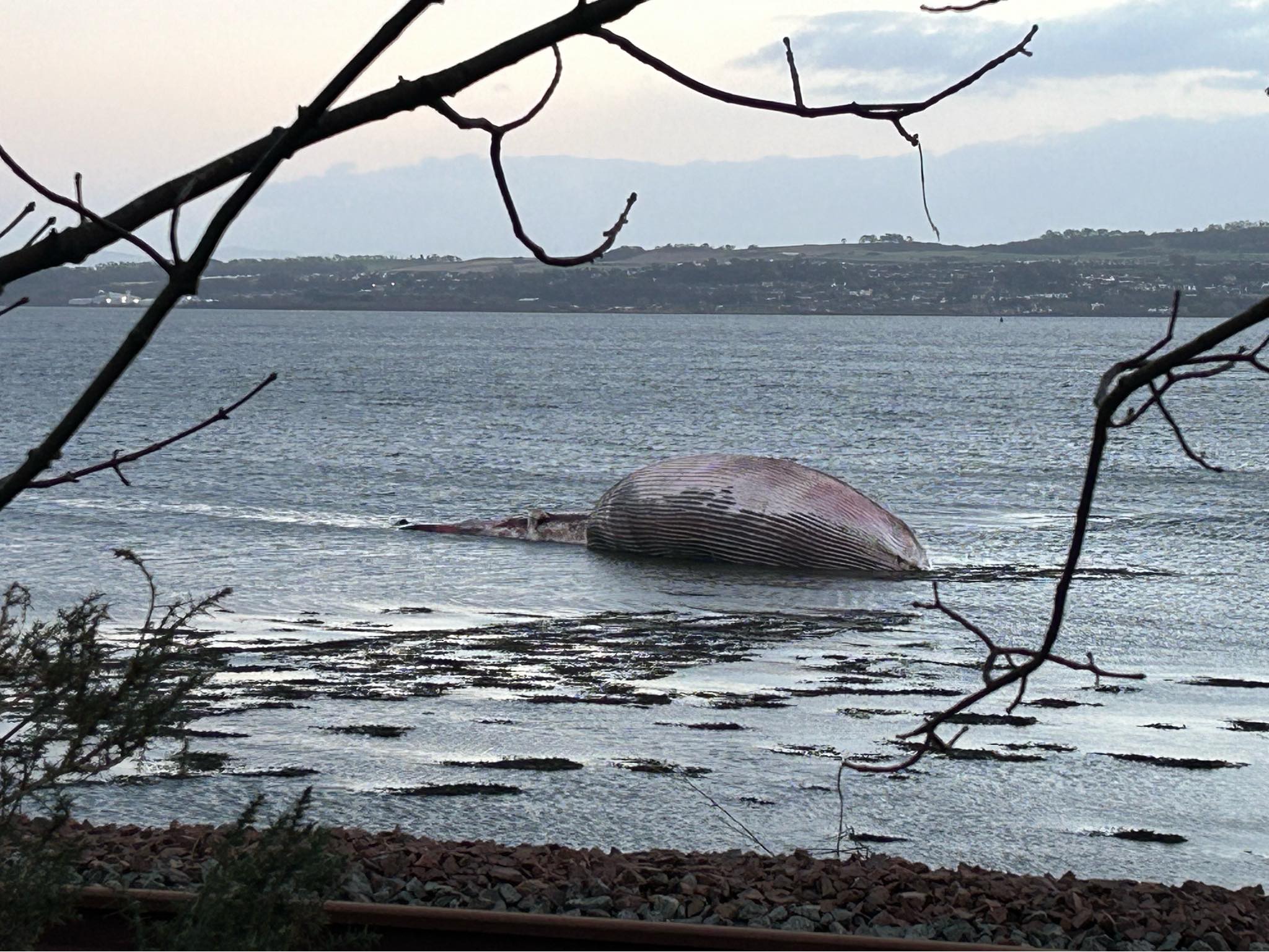 The whale was washed up close to the shoreline. Photo: Culross Stables Community Hub/Facebook