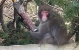 Escaped Japanese Macaque moved to Edinburgh Zoo after struggling to settle back in at Highland Wildlife Park