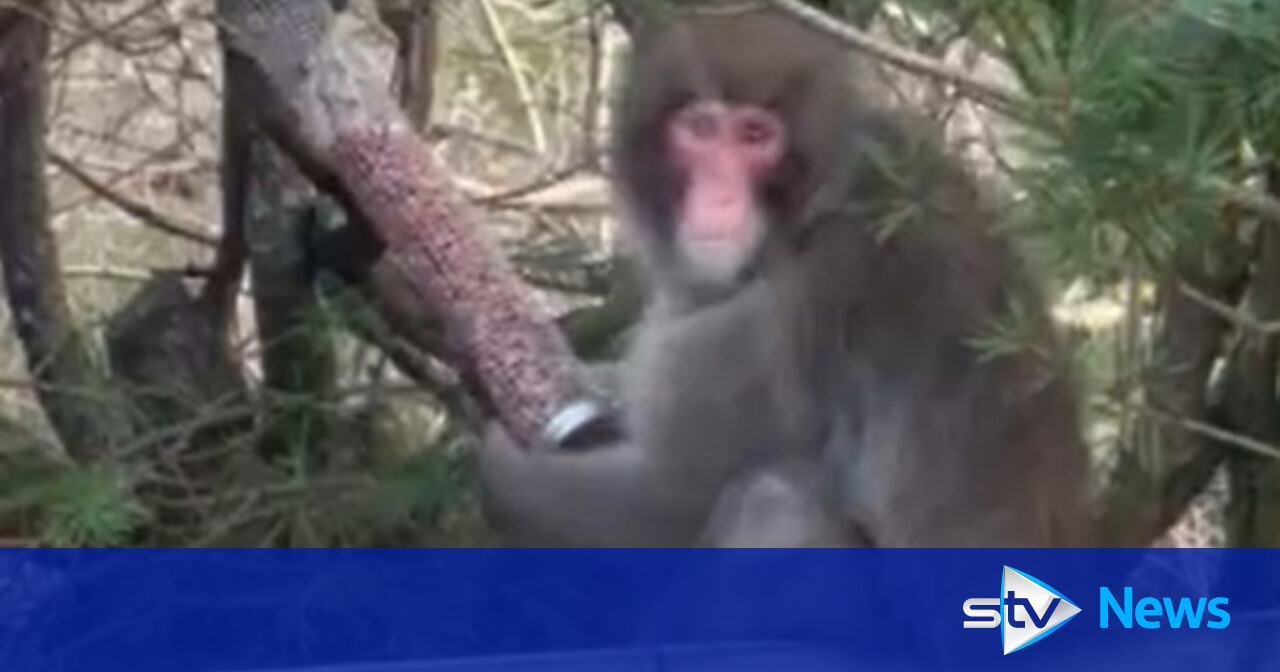 Watch Tense Moment Escaped Monkey Is Captured After Five Days On The ...