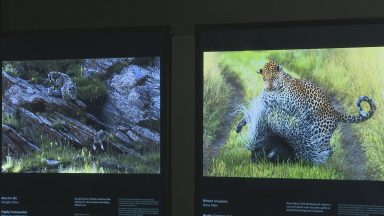 Wildlife photographer of the year to open at the National Museum