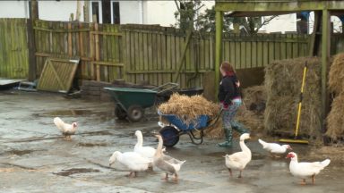 Animal welfare farm saved after appeal raises £41,000