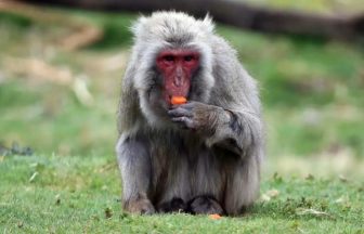 Monkey remains at large as public urged not to feed the Highland Wildlife Park escapee