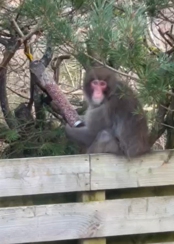 A Japanese macaque has escaped from the Highland Wildlife Park.