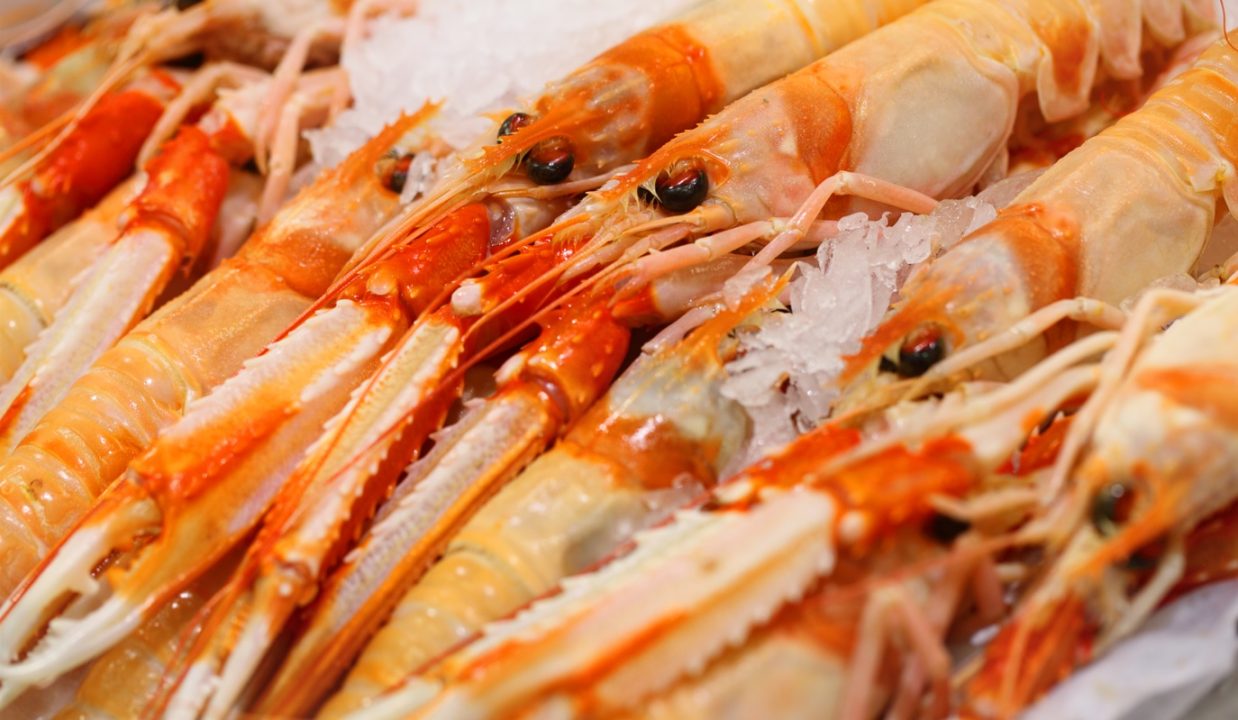 Retailers have ‘moral responsibility’ to act on scampi fishing, say marine campaigners Open Seas