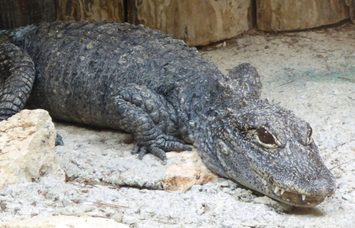 Caimans usually inhabit Mexico and Central and South America.