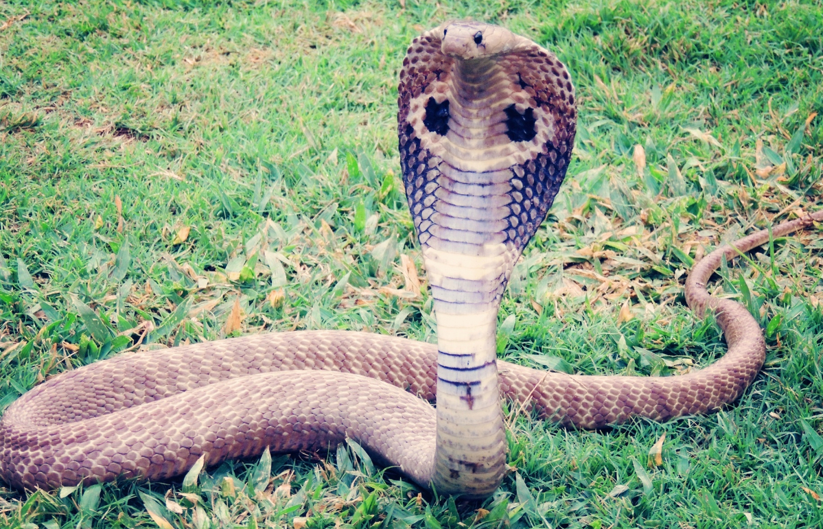A cobra is currently living in Aberdeen City. 