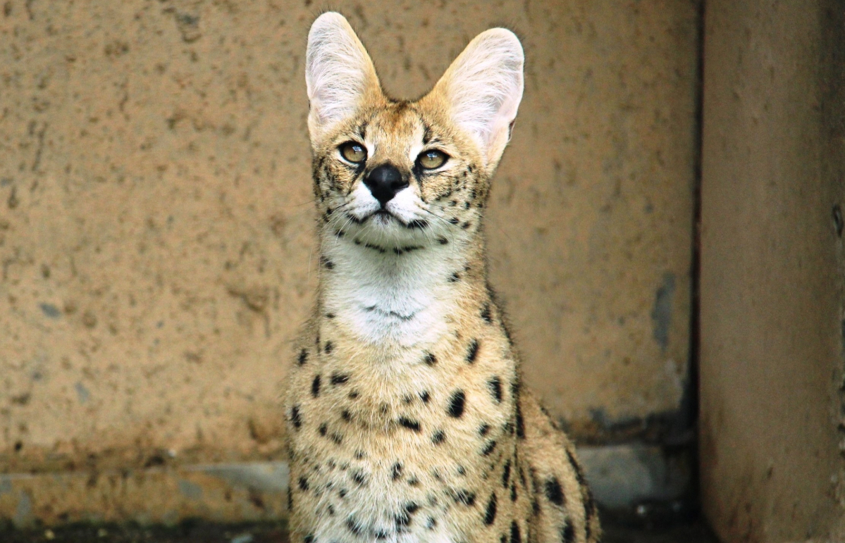 There are five servals living across Scotland. 