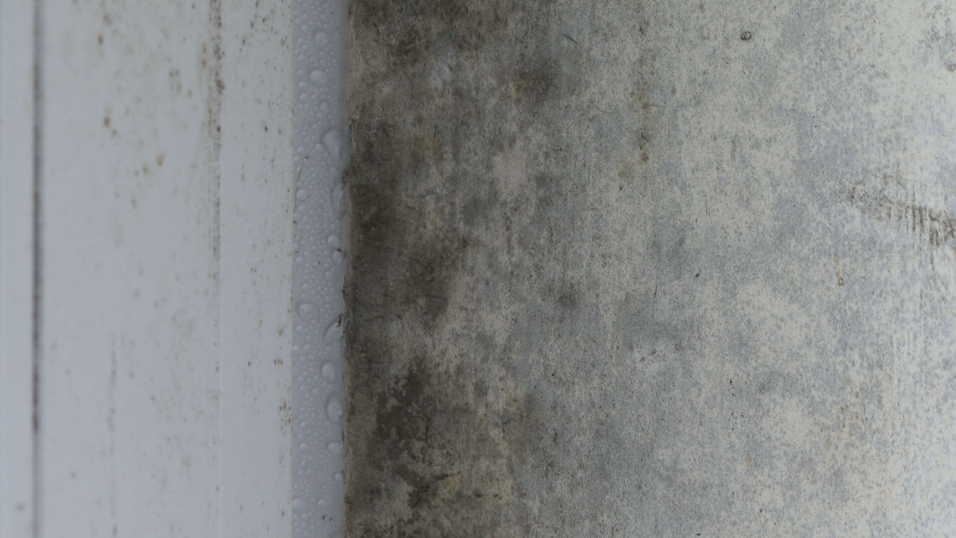 Areas of mould in the council property