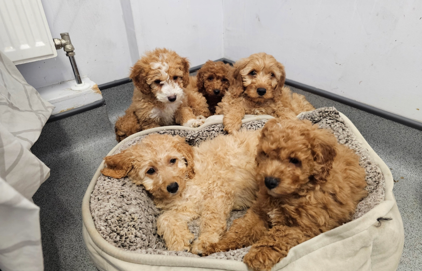 Sspca puppies sale