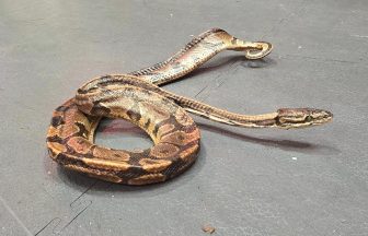 Python falls out of donated sofa while being cleaned by Ayrshire upcyclers