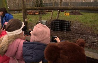 Bear rescued from Ukraine warzone visited by Ukrainian refugee children at Five Sisters Zoo