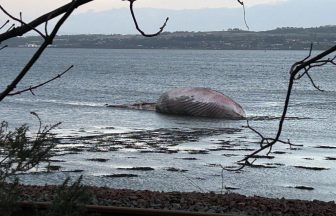 Public warned not to walk on ‘extremely dangerous’ Fife railway line to see dead whale on Culross shoreline