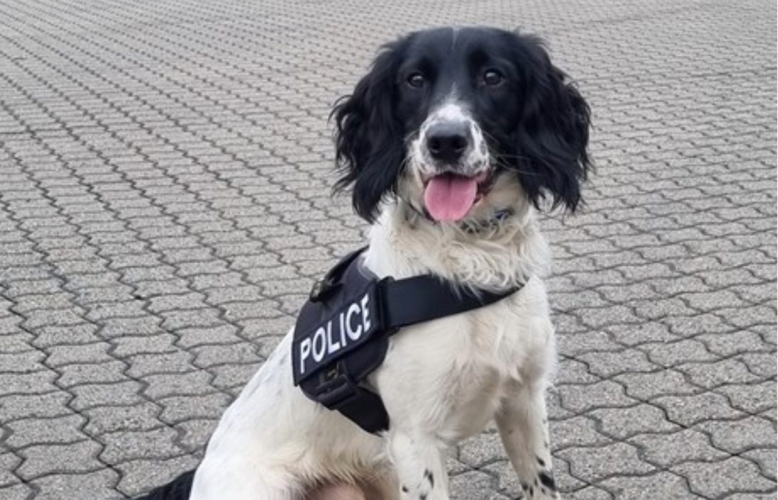Police dog sniffs out more than half a million in drugs in car in Cairnryan
