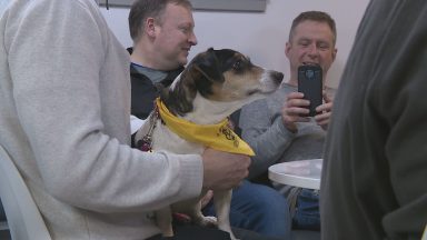 Therapy pets to help oil workers with flying anxiety
