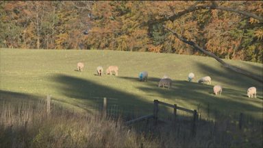 Plans for farmers to receive pre-Brexit subsidy levels