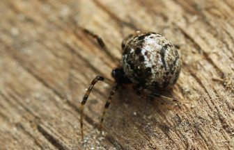 Necropolis spider and parasitic plant among 59 new species found in Glasgow