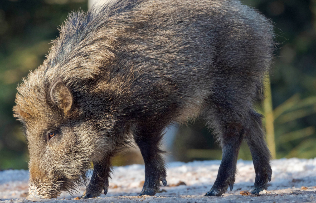 The wild boar is native to North Africa. 