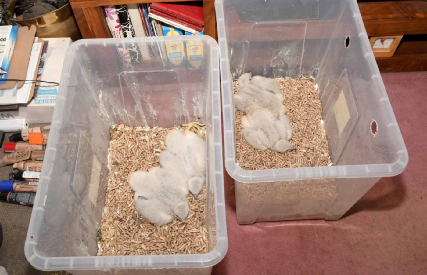 A number of chicks were found in Timothy Hall's home.