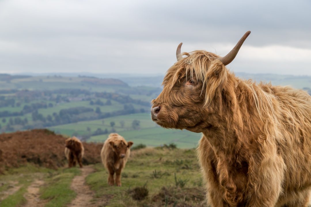 Man accused of leaving herd of Highland cows to starve during drought